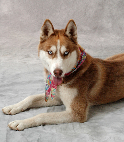 dog rt92