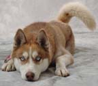 Husky_0126