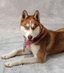 dog rt92